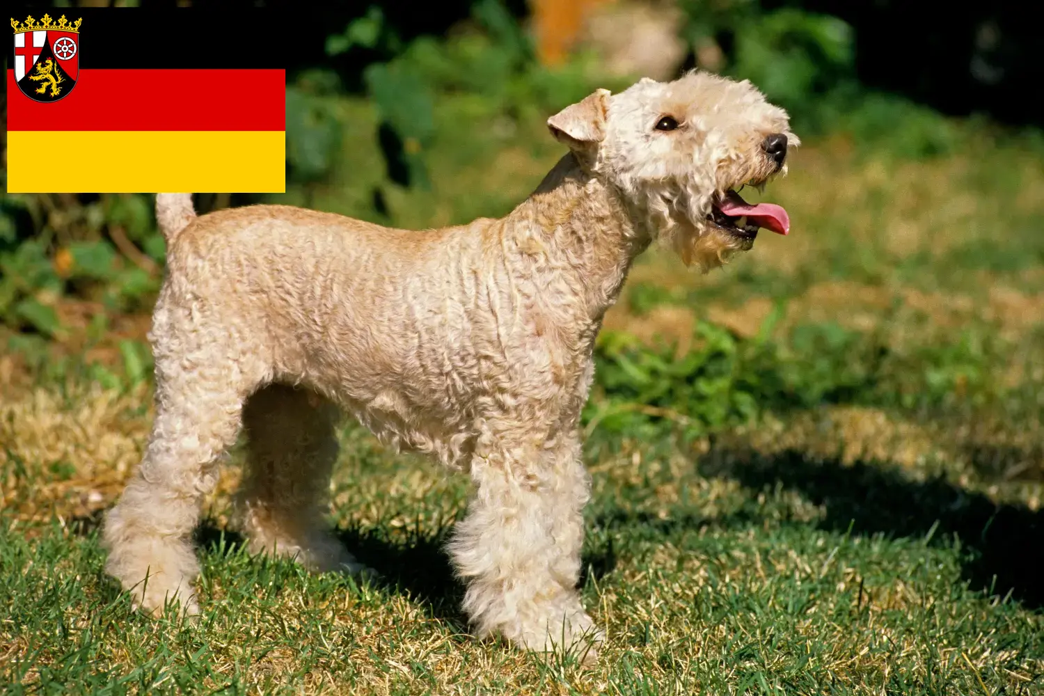 Read more about the article Lakeland Terrier opdrættere og hvalpe i Rheinland-Pfalz