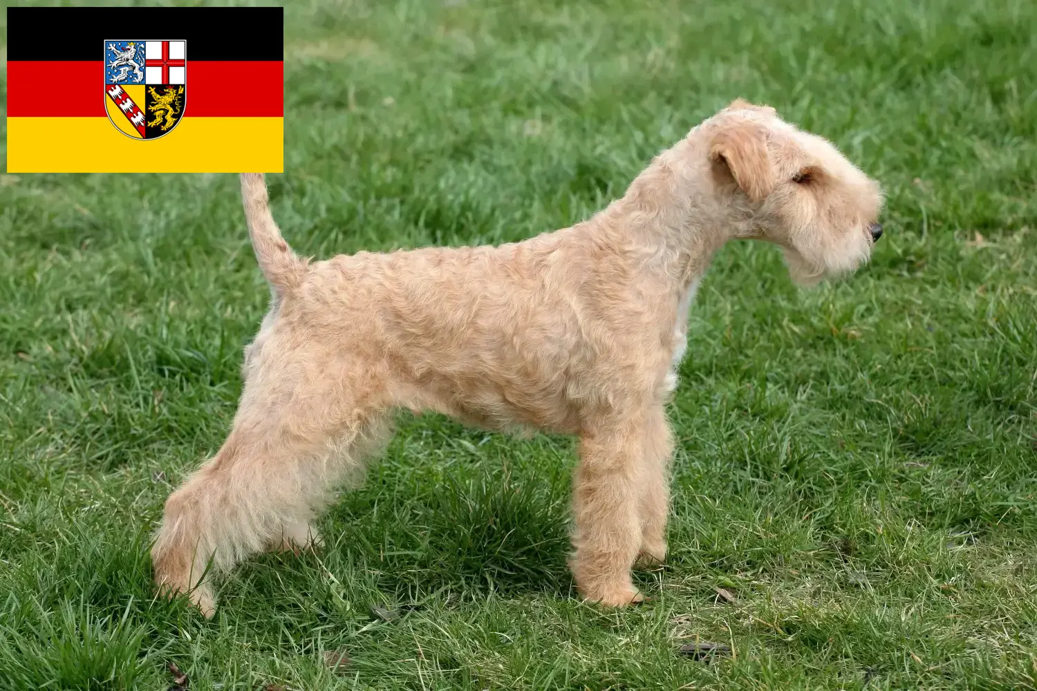 Read more about the article Lakeland Terrier opdrættere og hvalpe i Saarland