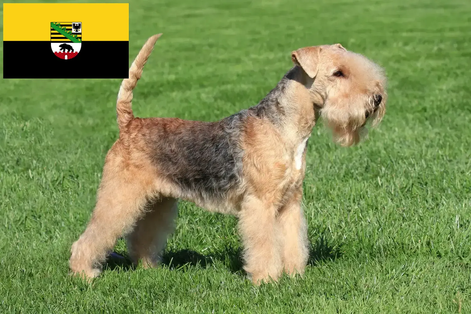 Read more about the article Lakeland Terrier opdrættere og hvalpe i Sachsen-Anhalt