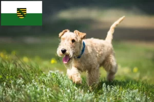 Read more about the article Lakeland Terrier opdrættere og hvalpe i Sachsen