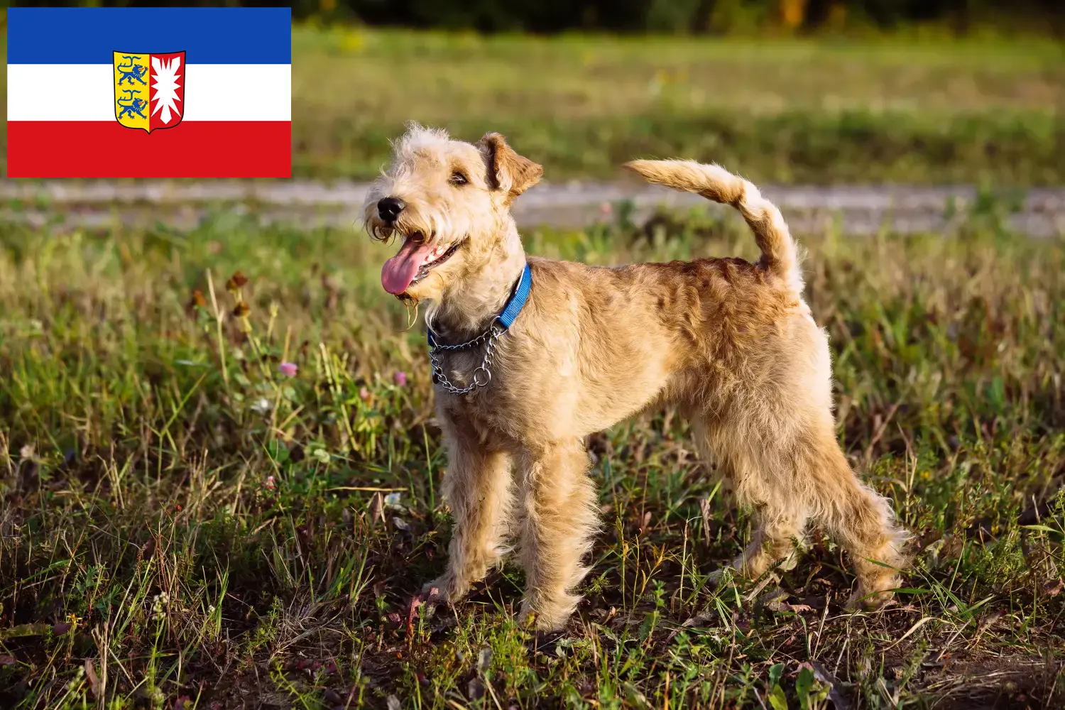 Read more about the article Lakeland Terrier opdrættere og hvalpe i Schleswig-Holstein