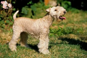 Read more about the article Lakeland Terrier opdrættere og hvalpe i Syddanmark