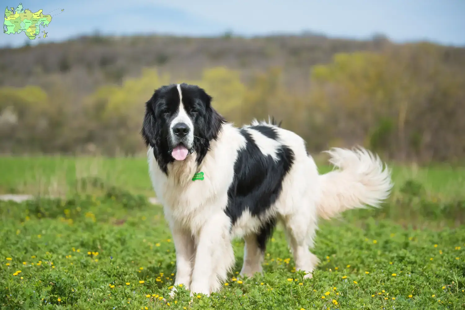 Read more about the article Landseer opdrættere og hvalpe i Midtjylland