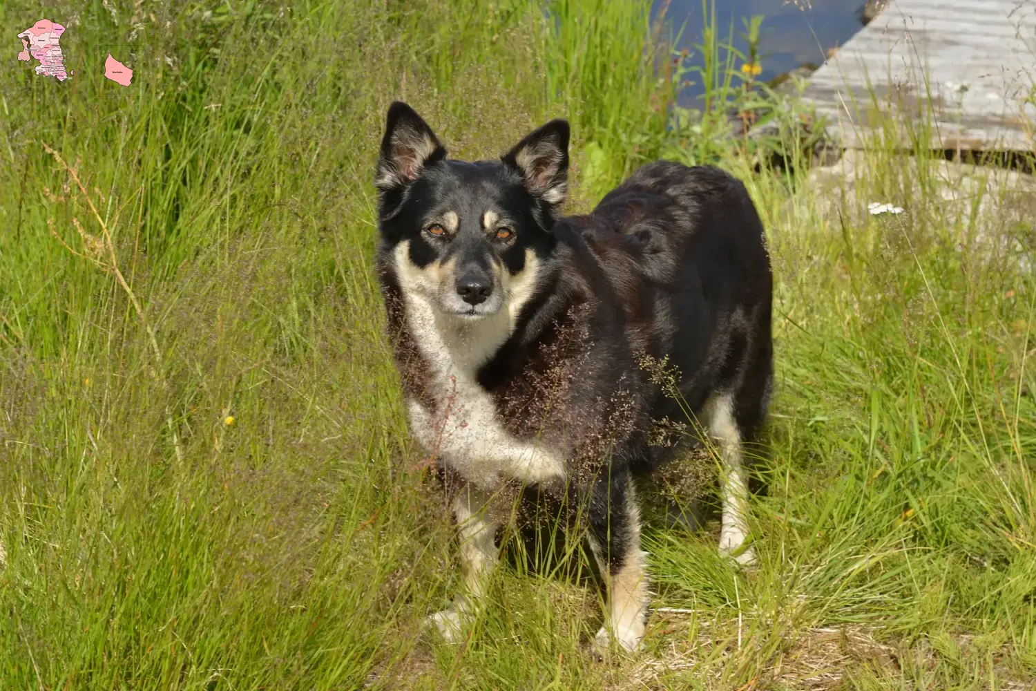 Read more about the article Lappisk rensdyrhundeopdrætter og hvalpe i Hovedstaden