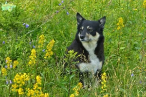 Read more about the article Lappisk rensdyrhundeopdrætter og hvalpe i Midtjylland