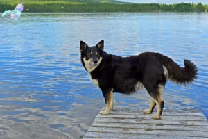 Read more about the article Lappisk rensdyrhundeopdrætter og hvalpe i Nordjylland