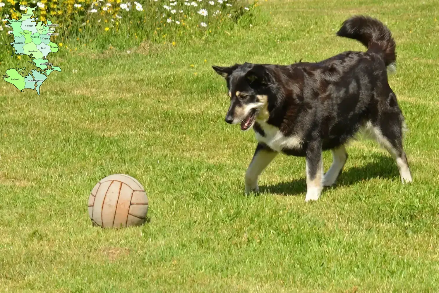 Read more about the article Lappisk rensdyrhundeopdrætter og hvalpe på Sjælland