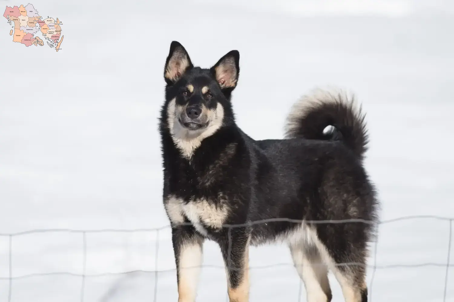 Read more about the article Lappisk rensdyrhundeopdrætter og hvalpe i Syddanmark