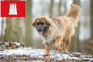 Read more about the article Leonberger opdrættere og hvalpe i Hamborg