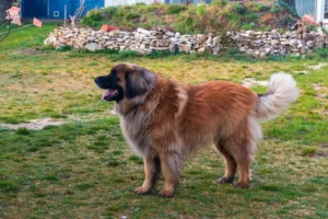 Read more about the article Leonberger opdrætter og hvalpe i Hovedstaden