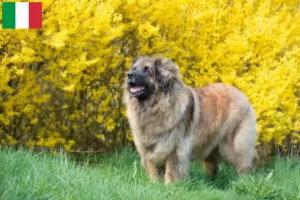 Read more about the article Leonberger-opdrættere og hvalpe i Italien