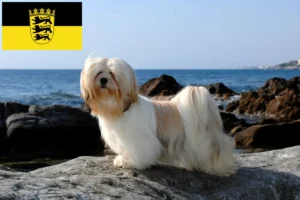 Read more about the article Lhasa Apso-opdrættere og -hvalpe i Baden-Württemberg