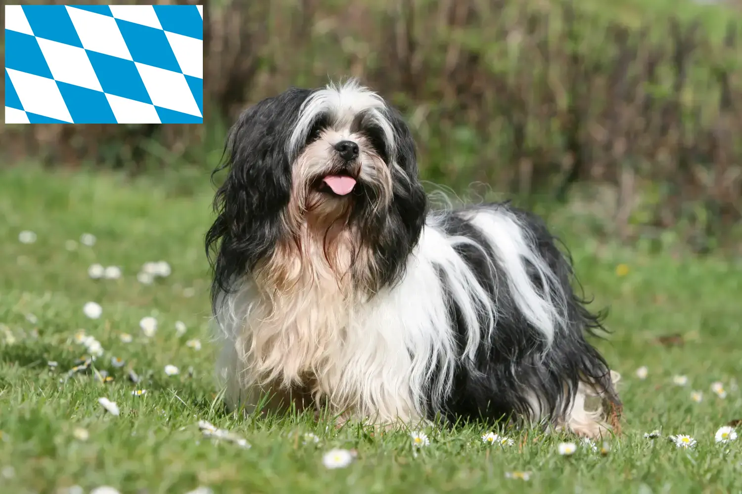 Read more about the article Lhasa Apso-opdrættere og hvalpe i Bayern