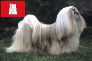 Read more about the article Lhasa Apso-opdrættere og hvalpe i Hamborg