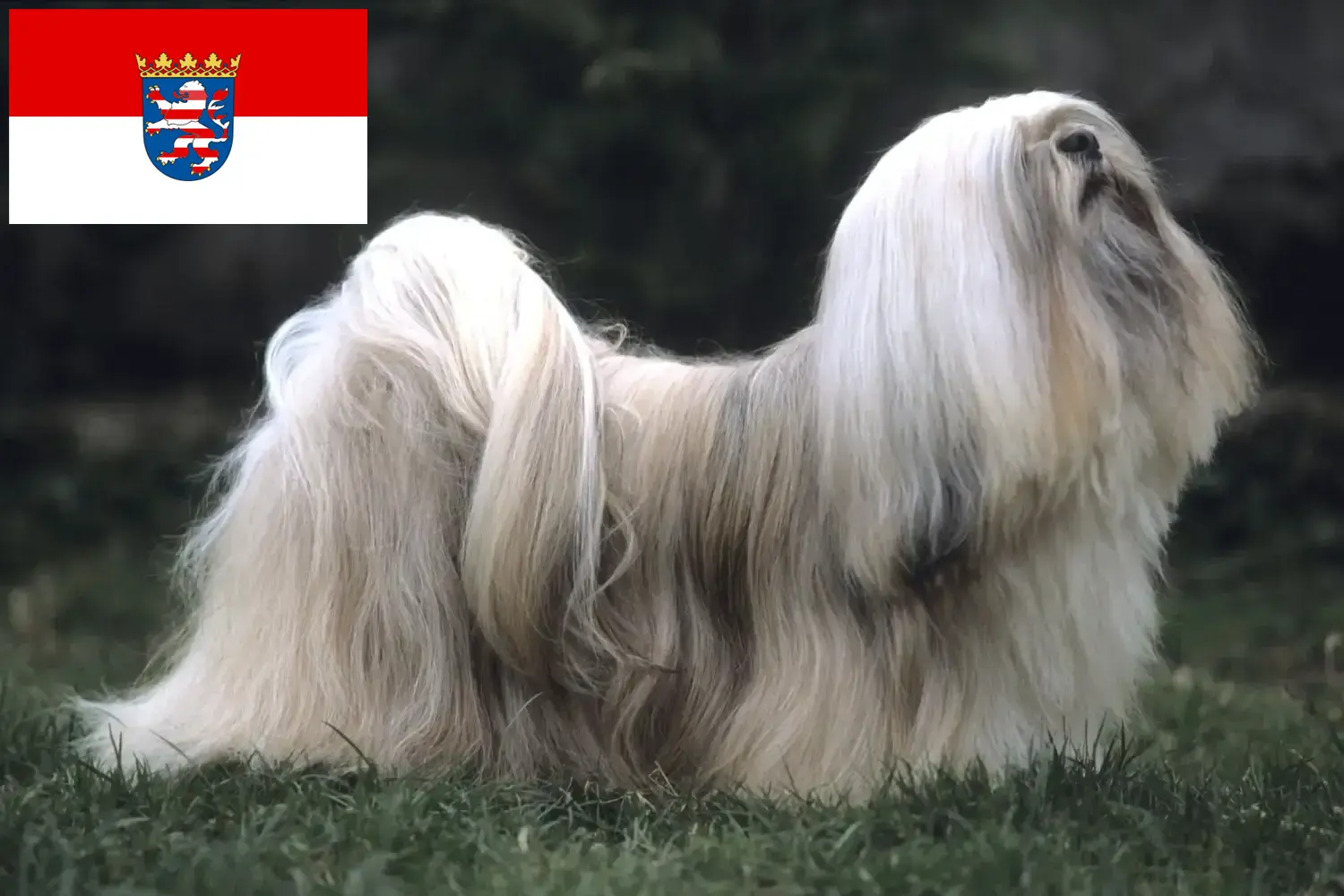 Read more about the article Lhasa Apso opdrættere og hvalpe i Hessen