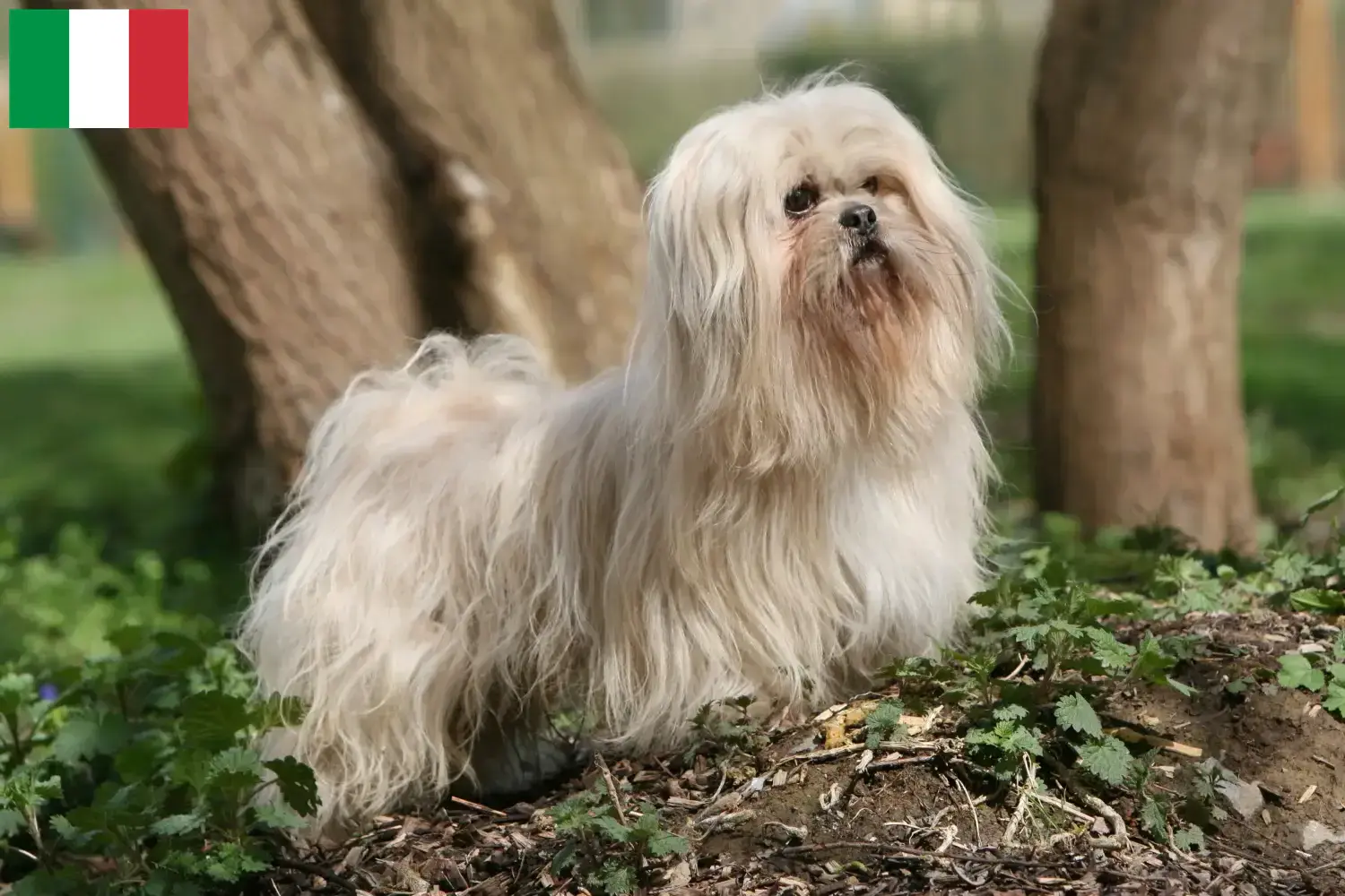 Read more about the article Lhasa Apso-opdrættere og hvalpe i Italien