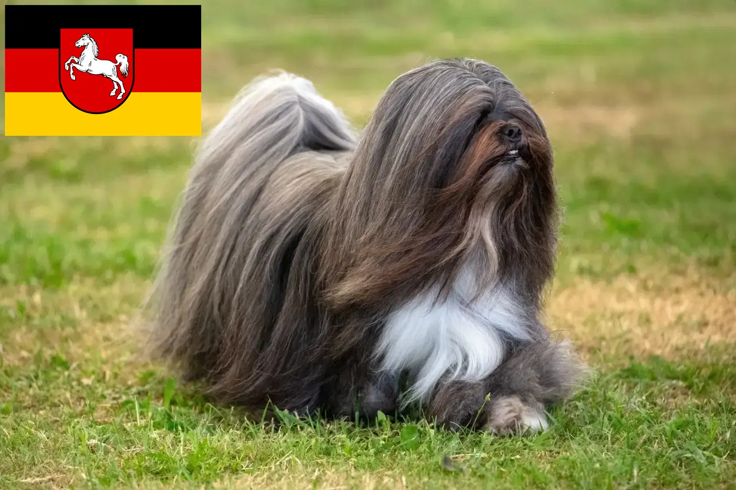 Read more about the article Lhasa Apso-opdrættere og hvalpe i Niedersachsen