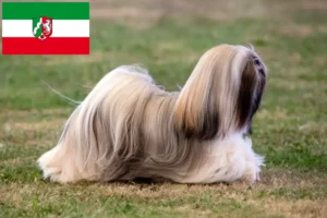 Read more about the article Lhasa Apso opdrættere og hvalpe i Nordrhein-Westfalen