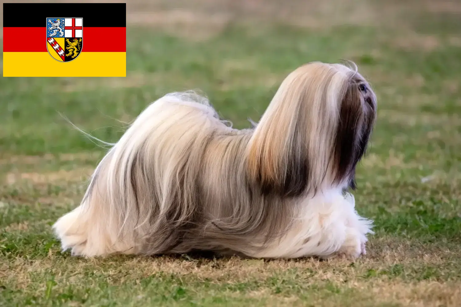 Read more about the article Lhasa Apso opdrættere og hvalpe i Saarland