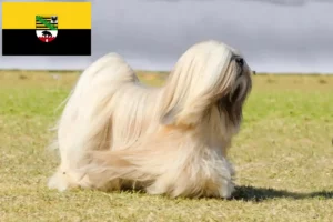 Read more about the article Lhasa Apso-opdrættere og hvalpe i Sachsen-Anhalt