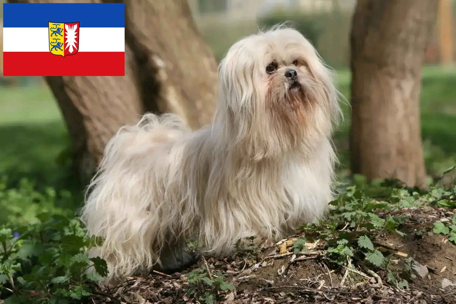 Read more about the article Lhasa Apso-opdrættere og -hvalpe i Slesvig-Holsten