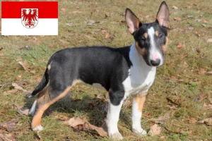 Read more about the article Miniature Bull Terrier opdrættere og hvalpe i Brandenburg