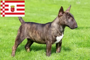 Read more about the article Miniature Bull Terrier opdrættere og hvalpe i Bremen