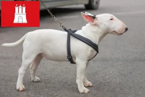 Read more about the article Miniature Bull Terrier opdrættere og hvalpe i Hamborg