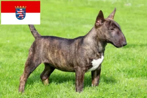 Read more about the article Miniature Bull Terrier opdrættere og hvalpe i Hessen