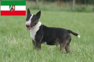 Read more about the article Miniature Bull Terrier opdrættere og hvalpe i Nordrhein-Westfalen