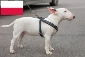 Read more about the article Miniature Bull Terrier opdrættere og hvalpe i Polen