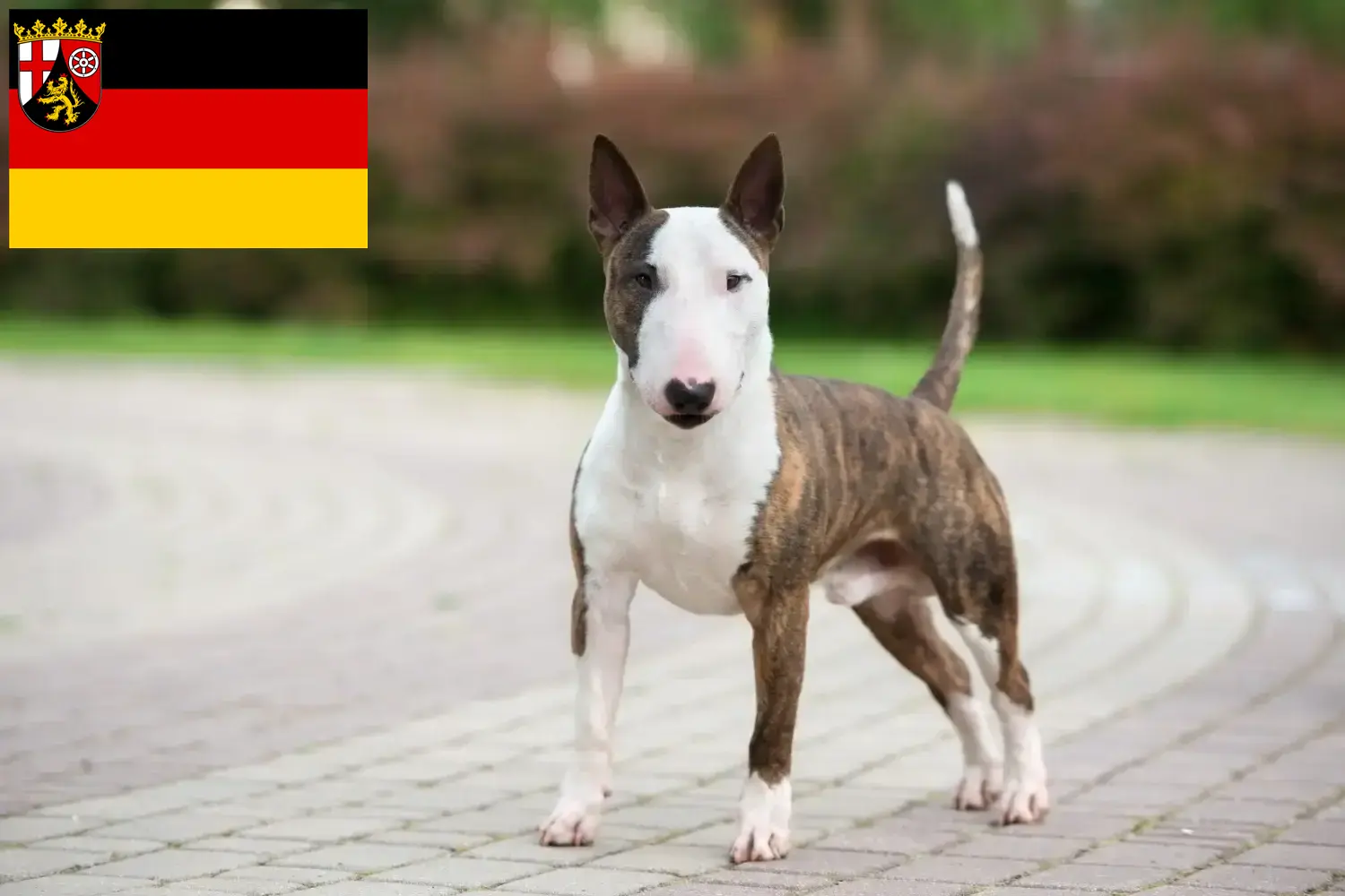 Read more about the article Miniature Bull Terrier opdrættere og hvalpe i Rheinland-Pfalz