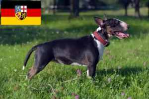 Read more about the article Miniature Bull Terrier opdrættere og hvalpe i Saarland