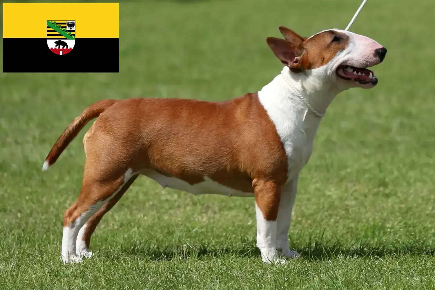 Read more about the article Miniature Bull Terrier opdrættere og hvalpe i Sachsen-Anhalt