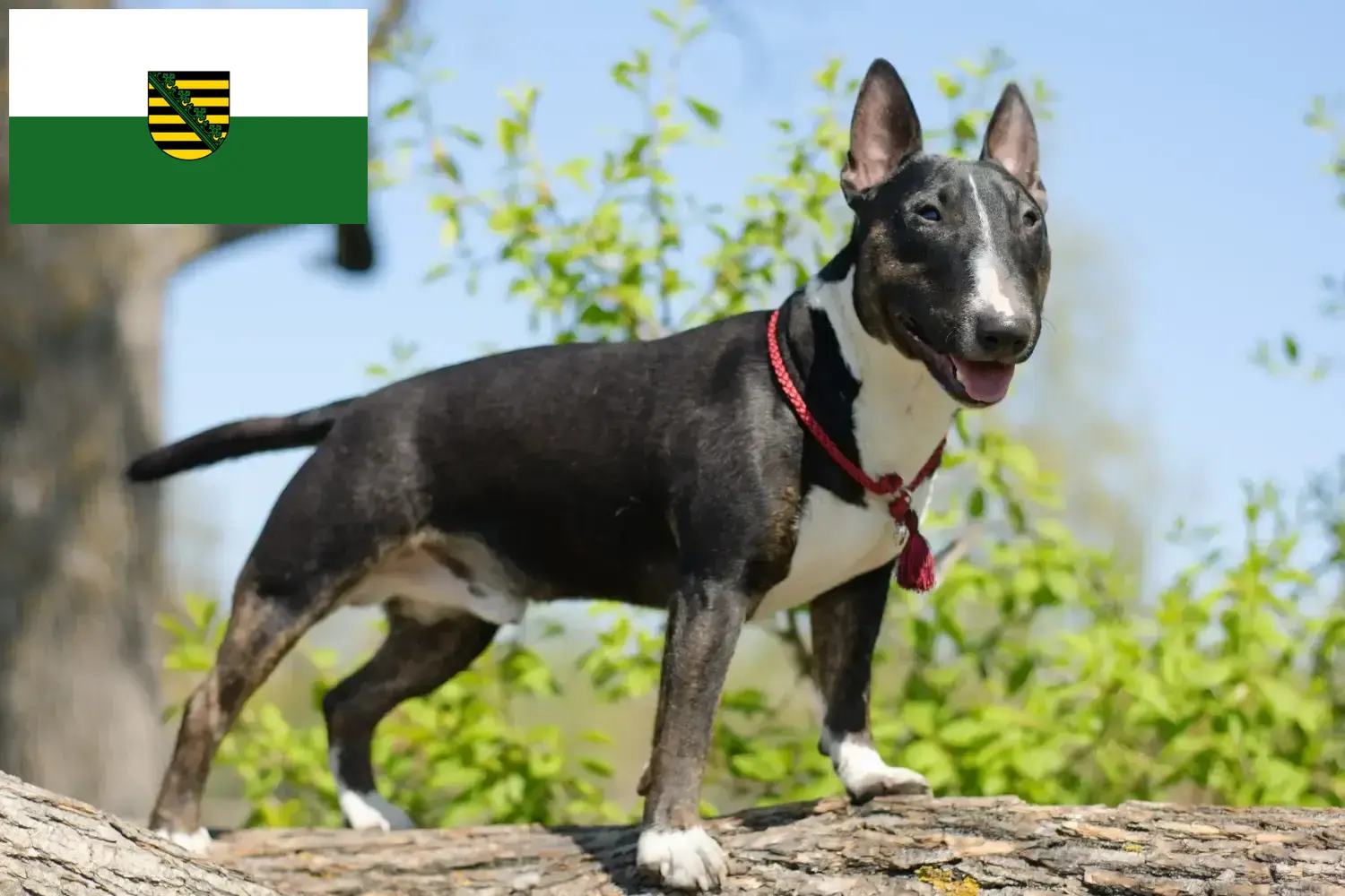 Read more about the article Miniature Bull Terrier opdrættere og hvalpe i Sachsen