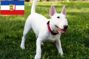 Read more about the article Miniature Bull Terrier opdrættere og hvalpe i Schleswig-Holstein