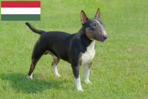 Read more about the article Miniature Bull Terrier opdrættere og hvalpe i Ungarn