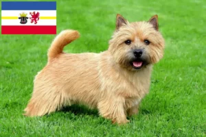 Read more about the article Norwich Terrier opdrættere og hvalpe i Mecklenburg-Vorpommern