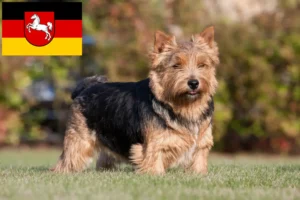 Read more about the article Norwich Terrier opdrættere og hvalpe i Niedersachsen