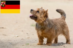 Read more about the article Norwich Terrier opdrættere og hvalpe i Rheinland-Pfalz