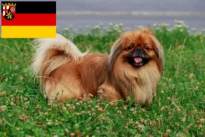 Read more about the article Pekingese-opdrættere og hvalpe i Rheinland-Pfalz