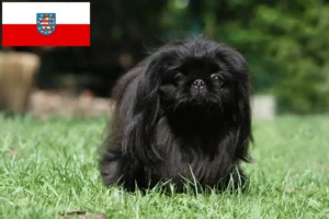 Read more about the article Pekingese-opdrættere og hvalpe i Thüringen