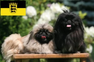 Read more about the article Pekingese-opdrættere og hvalpe i Baden-Württemberg