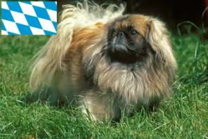 Read more about the article Pekingese-opdrættere og hvalpe i Bayern