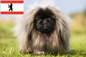 Read more about the article Pekingese-opdrættere og hvalpe i Berlin