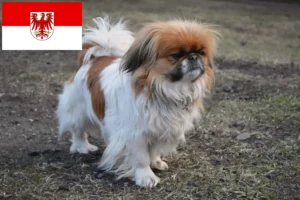 Read more about the article Pekingese opdrættere og hvalpe i Brandenburg