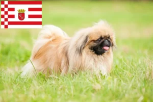 Read more about the article Pekingese opdrættere og hvalpe i Bremen