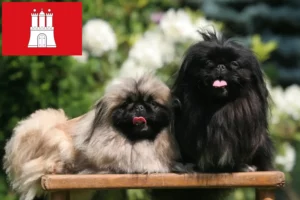 Read more about the article Pekingese opdrættere og hvalpe i Hamborg