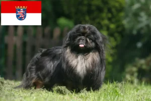 Read more about the article Pekingese-opdrættere og hvalpe i Hessen