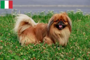 Read more about the article Opdrættere af pekingesere og hvalpe i Italien